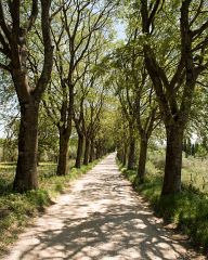 Tuscan road