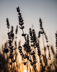 Sunset in lavender