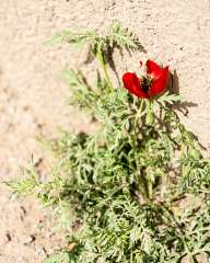 Flower on the wall