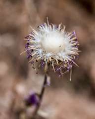 Dried flowers