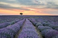 Lavender fields