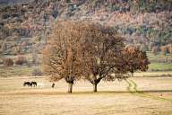 Autumn Fields