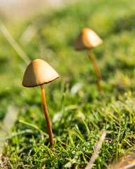 Field mushrooms