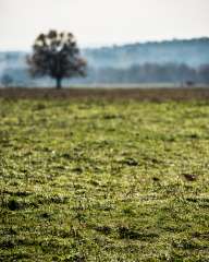 Autumn Fields