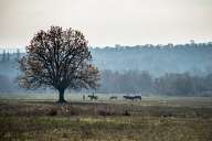 Autumn Fields