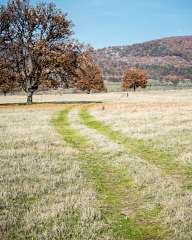 Autumn Fields