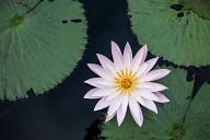 Beautiful flowers in Laos