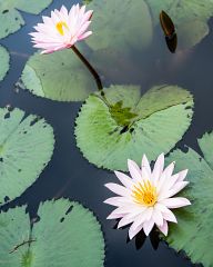 Beautiful flowers in Laos