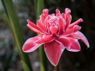 Beautiful flowers in Laos