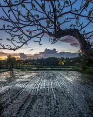 The rice sunset of Ubud 
