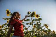 Among the sunflowers