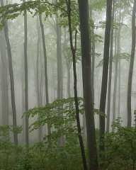 The misty forest