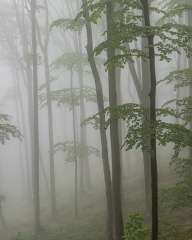 The misty forest