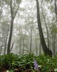 The misty forest