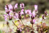 Flowers near Cave