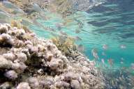 Snorkeling in Malta