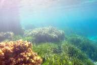 Snorkeling in Malta