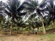 Coconut garden