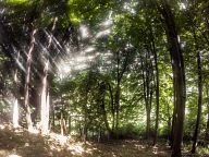 Forest near the monastery