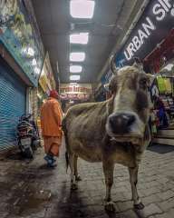 From the streets of Rishikesh