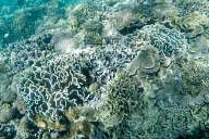 Reefs of Gili Meno