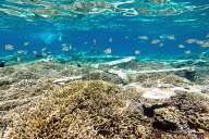 Reefs of Gili Meno