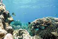 Reefs of Gili Meno