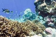 Reefs of Gili Meno