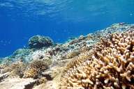 Reefs of Gili Meno