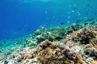 Reefs of Gili Meno