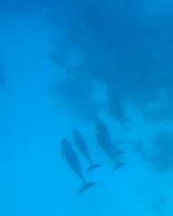 Dolphins