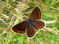 Brown butterfly with orange spots