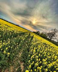 Sunset over the field