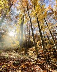 Autumn forest