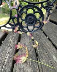 Bench in the yard
