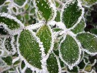 Frosted leaves of Plovdiv