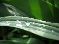 Rain drops on the leaves of the Tulip