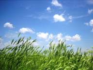 Green grass against a blue sky with clouds