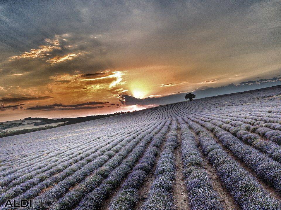 Lavender field