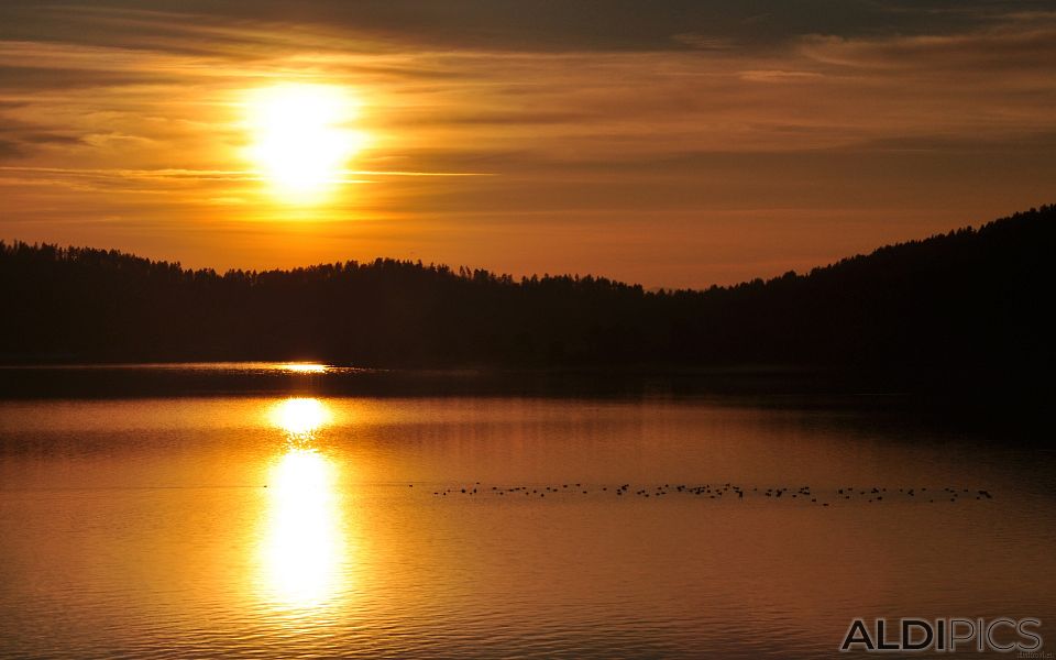 Wild ducks against the sunset