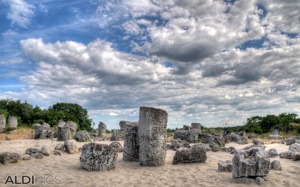 Stone Forest