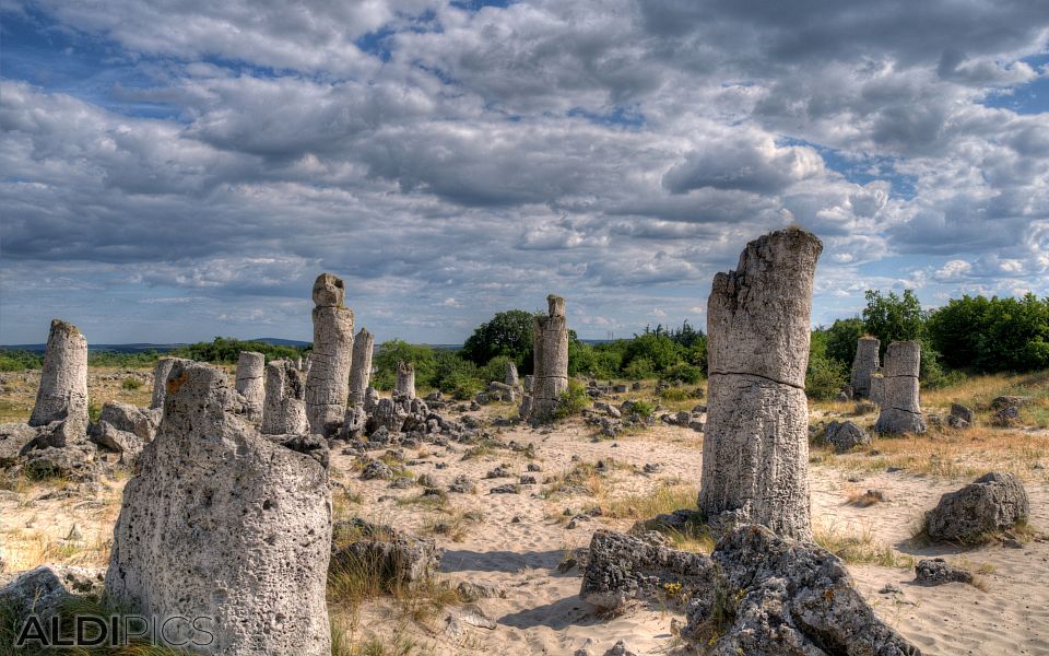 Stone Forest