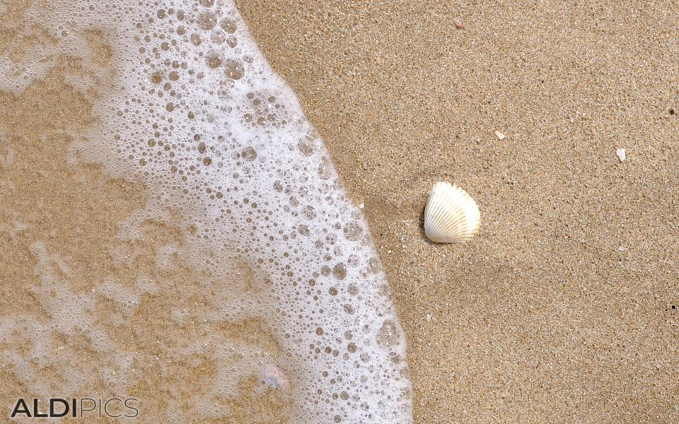 Мидичка на пясъка