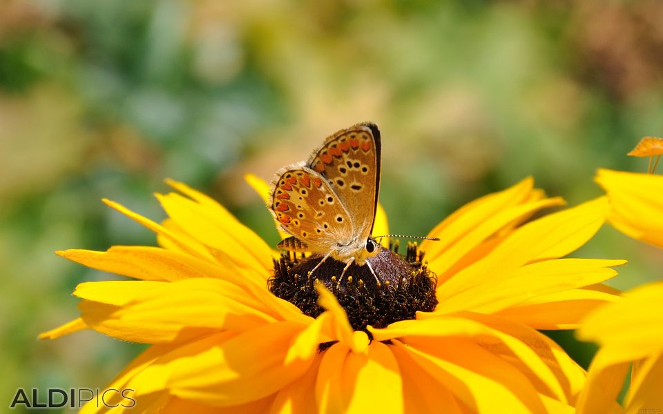 Butterfly perched on a beautiful flower