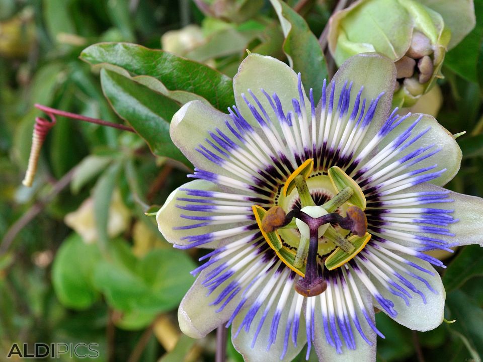 Екзотично цвете от Синеморец