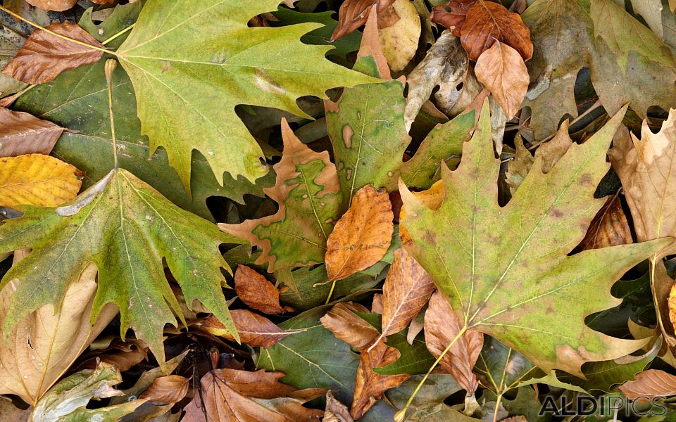 Dry autumn leaves in the forest