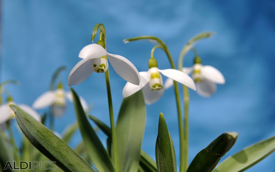 Snowdrops