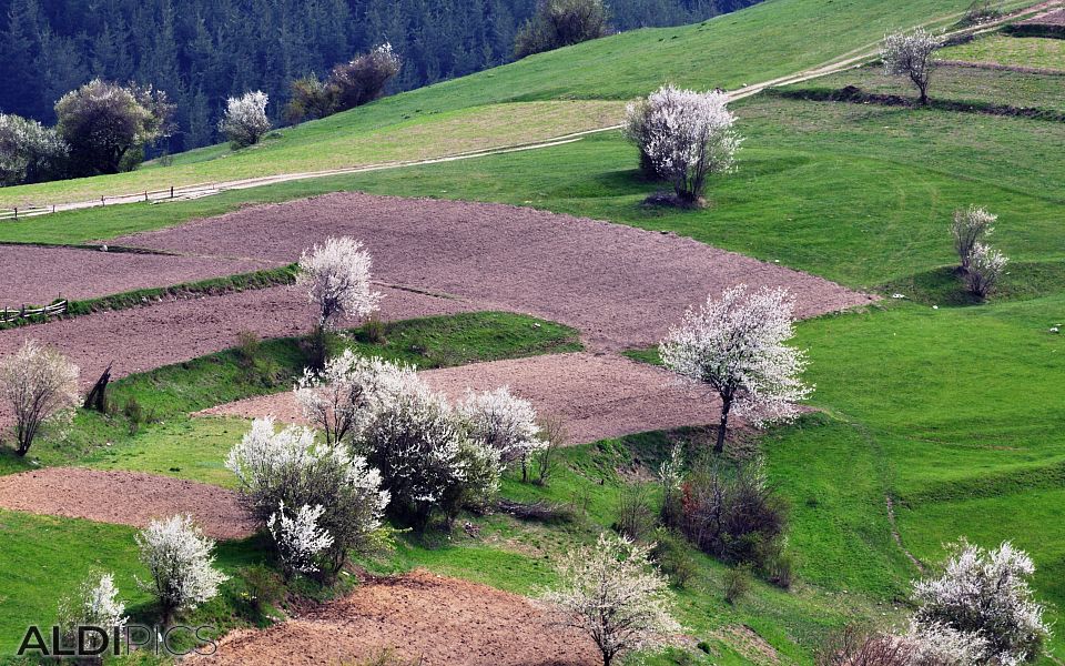 Spring fields near the Rhodope villages