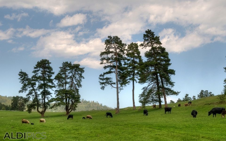 Поляна в Родопите със стадо овце и крави