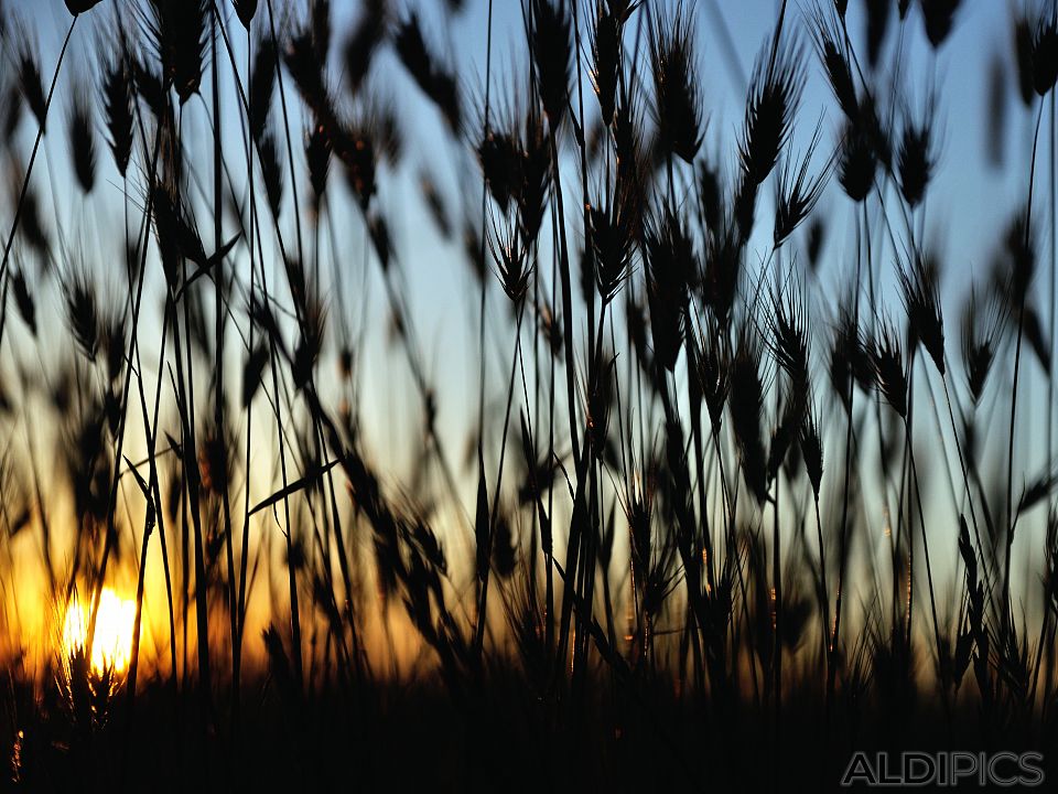 Sunset in the fields near Pazardjik